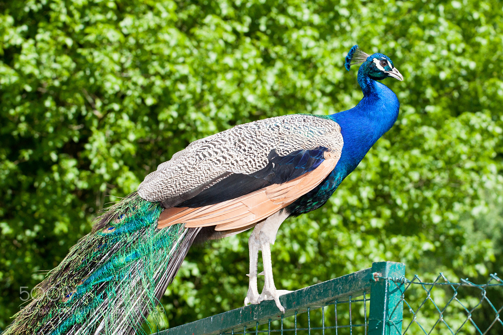 Canon EOS 5D Mark II sample photo. Peafowl photography