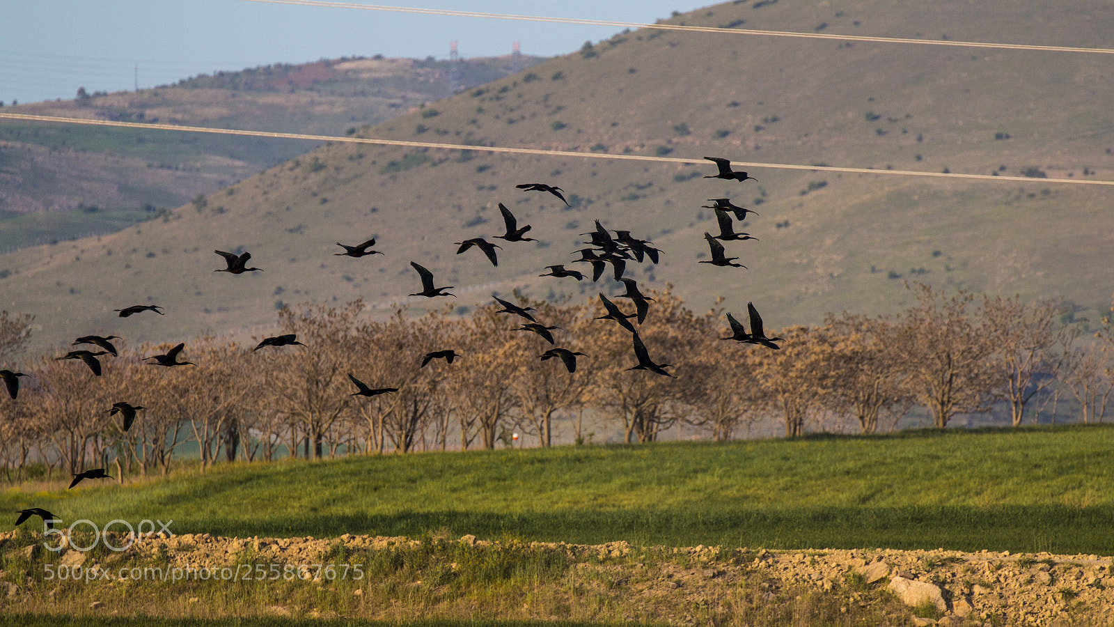 Canon EOS 70D sample photo. Glossy ibis photography