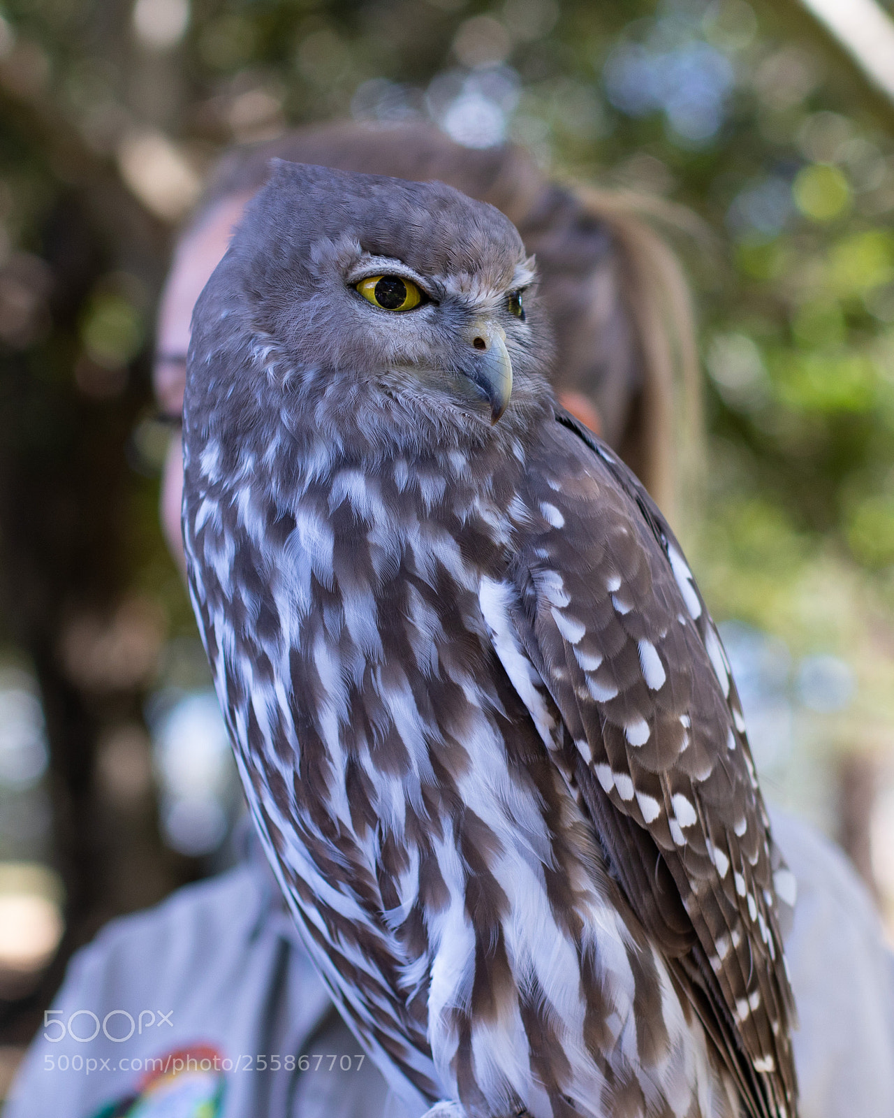 Canon EOS 7D Mark II sample photo. Barking owl, lone pine photography