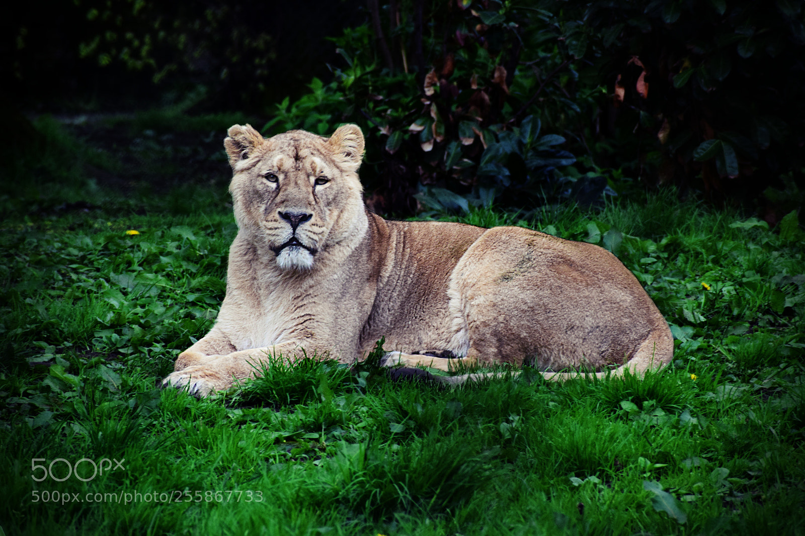 Nikon D3300 sample photo. The king photography