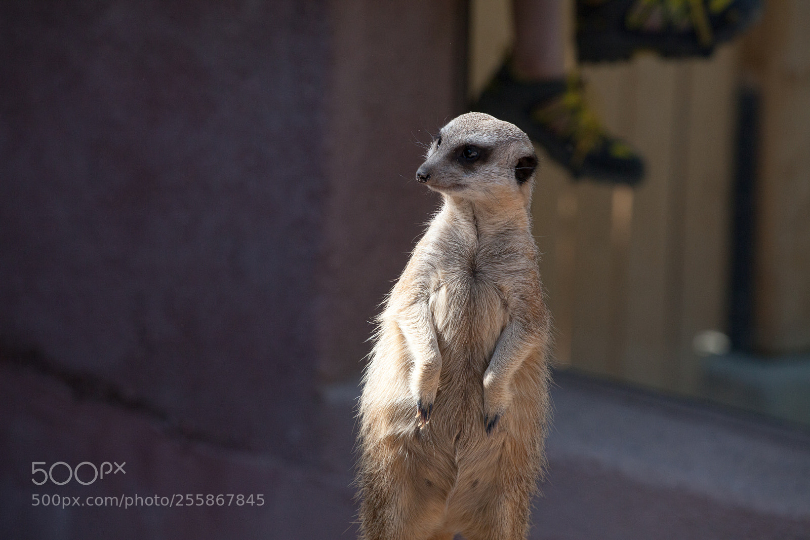 Canon EOS 5D Mark II sample photo. Ground squirrel photography