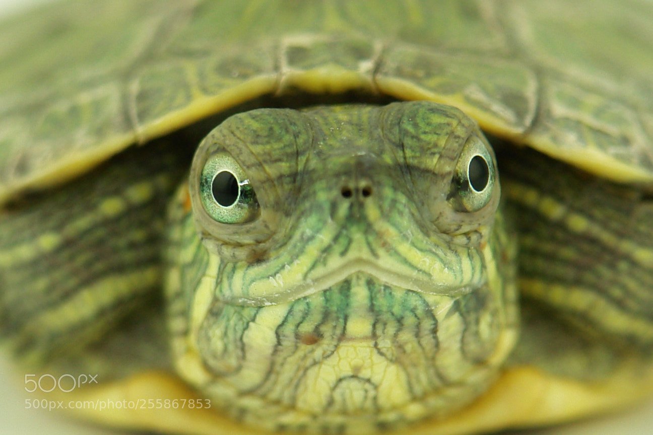 Sony DSC-R1 sample photo. Eyes that surrounds you photography