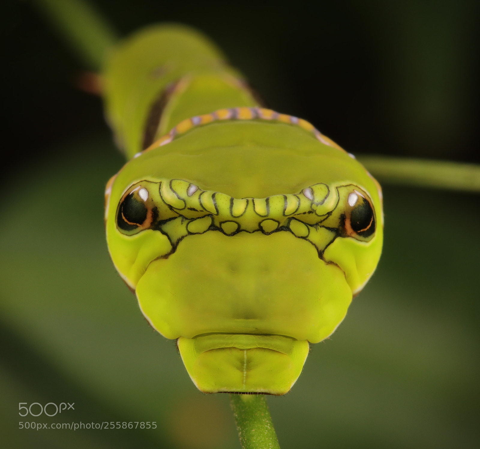 Canon EOS 80D sample photo. Beautiful caterpillar today photography