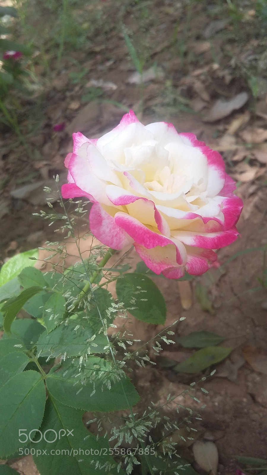 Samsung Galaxy Grand Prime sample photo. Untitled photography