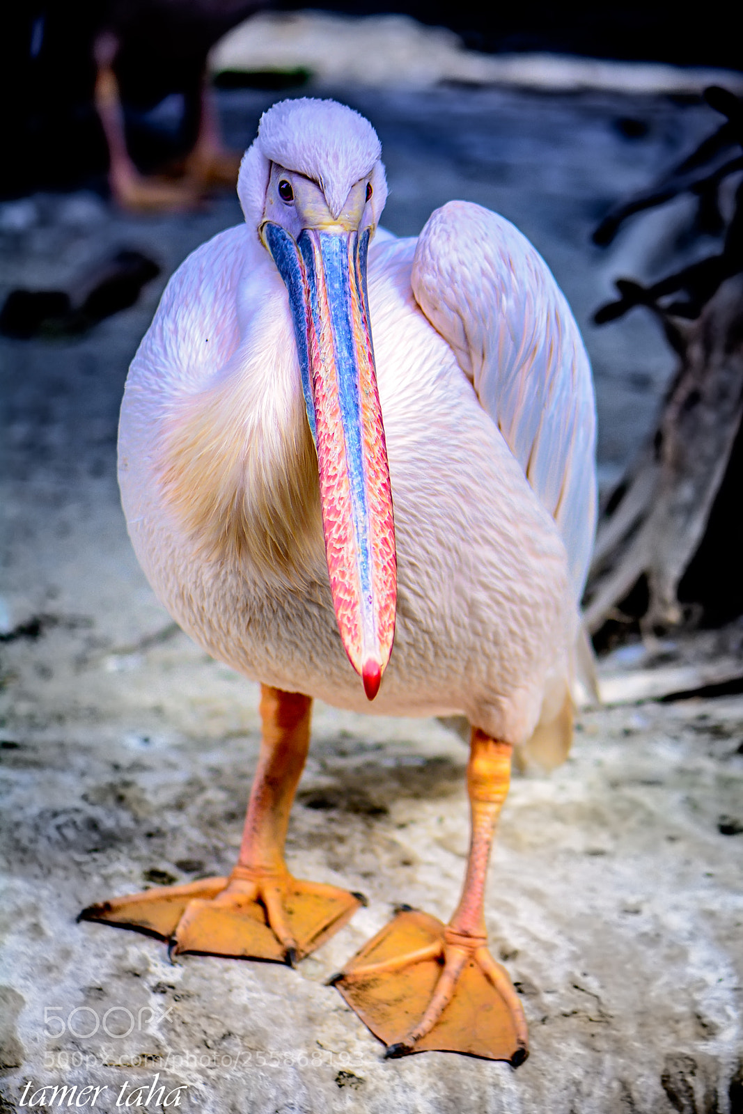 Nikon D7100 sample photo. Edit photography