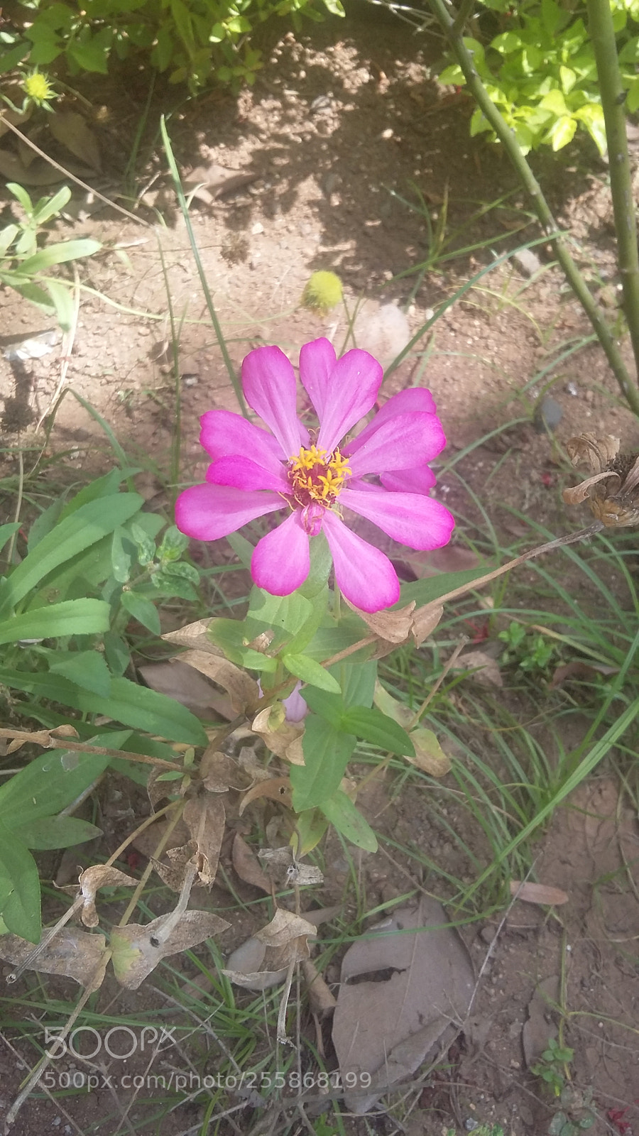 Samsung Galaxy Grand Prime sample photo. Untitled photography