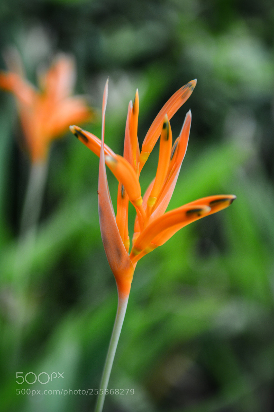 Nikon D7100 sample photo. It's a rainy evening photography