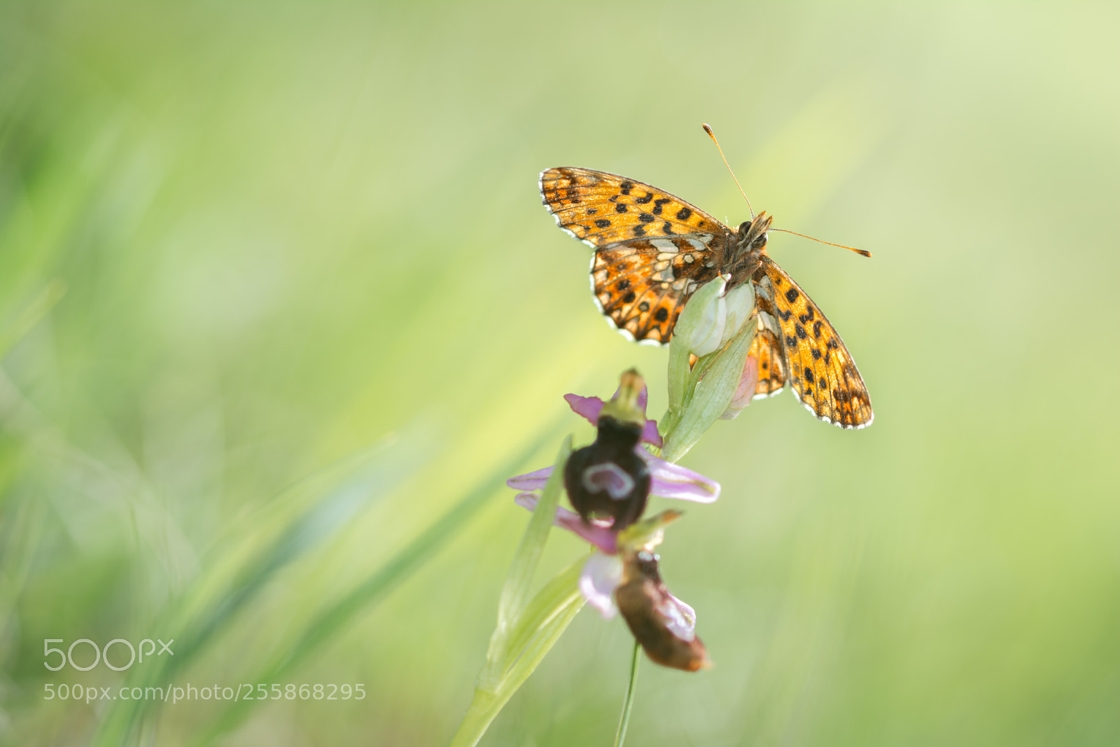 Nikon D7100 sample photo. Papillon photography