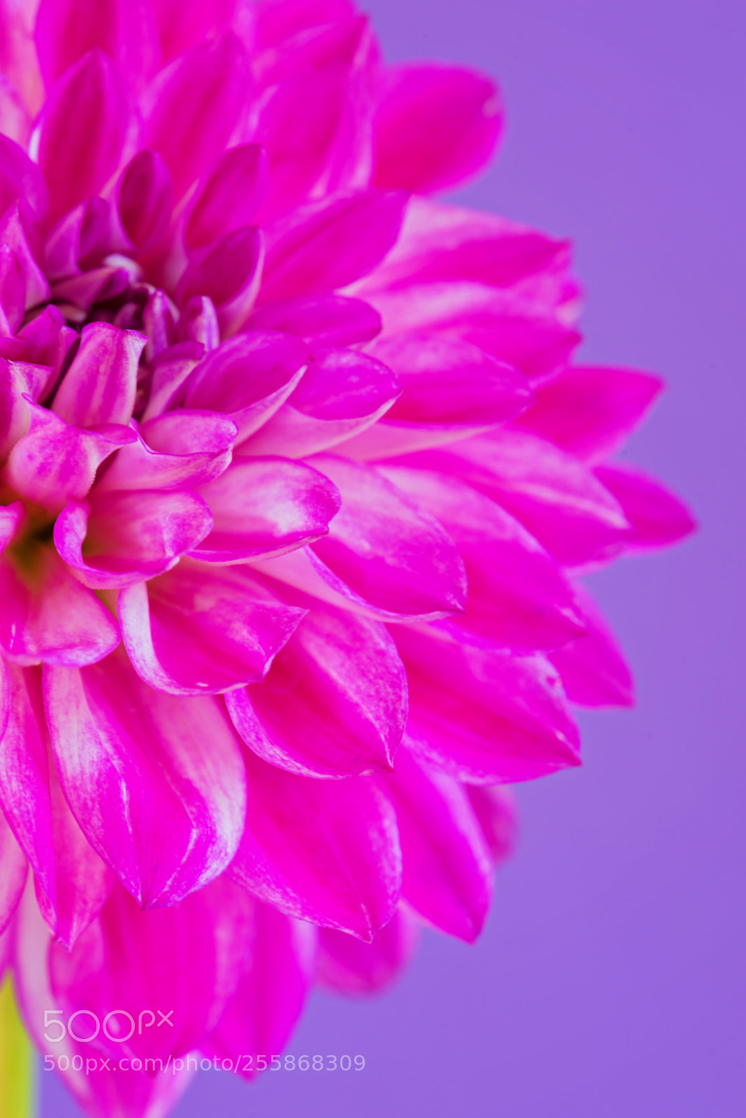Nikon D610 sample photo. Image of the flower photography