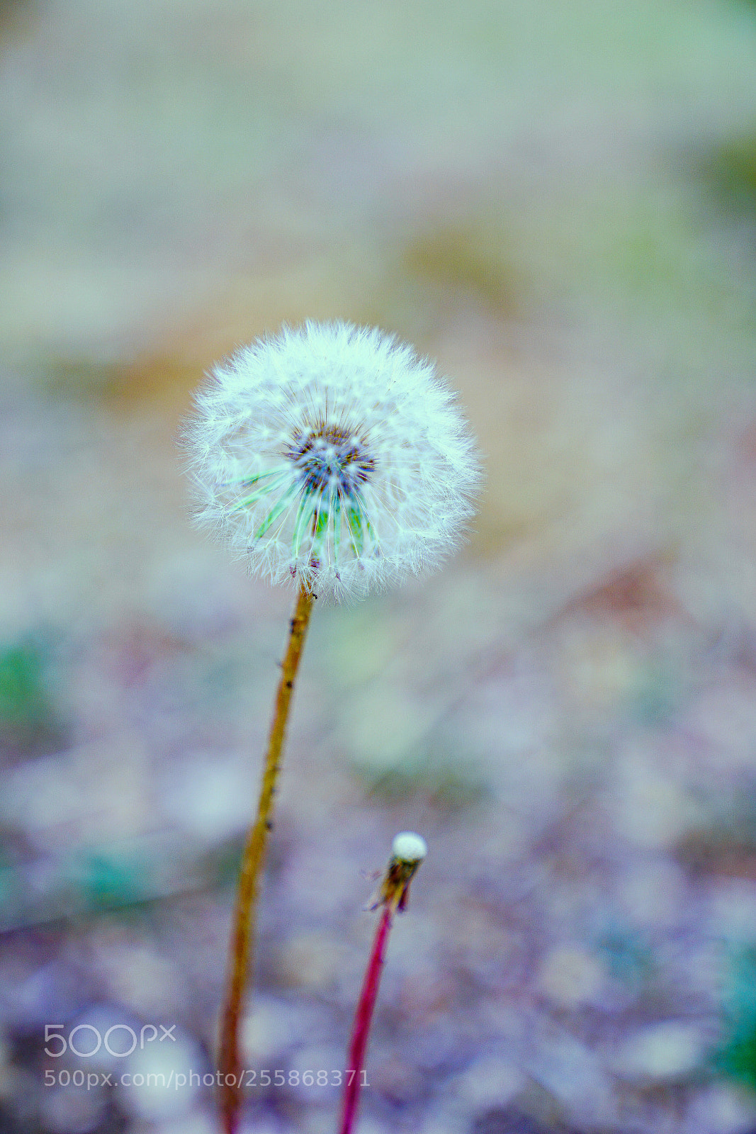 Sony a7R II sample photo. Accompany photography