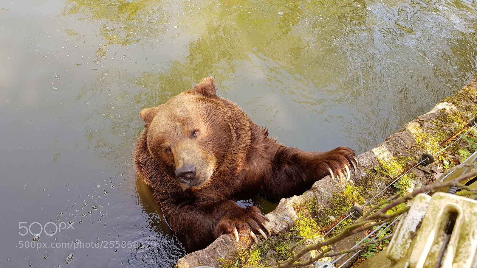 Samsung Galaxy S8+ sample photo. Zoo springe germany photography