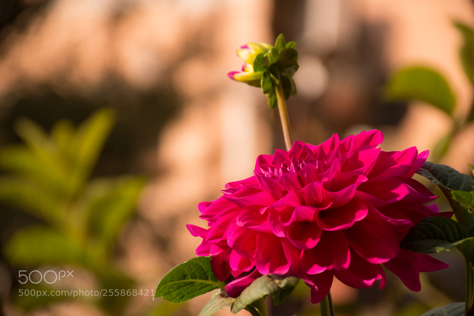 Nikon D5600 sample photo. Flwoer photography