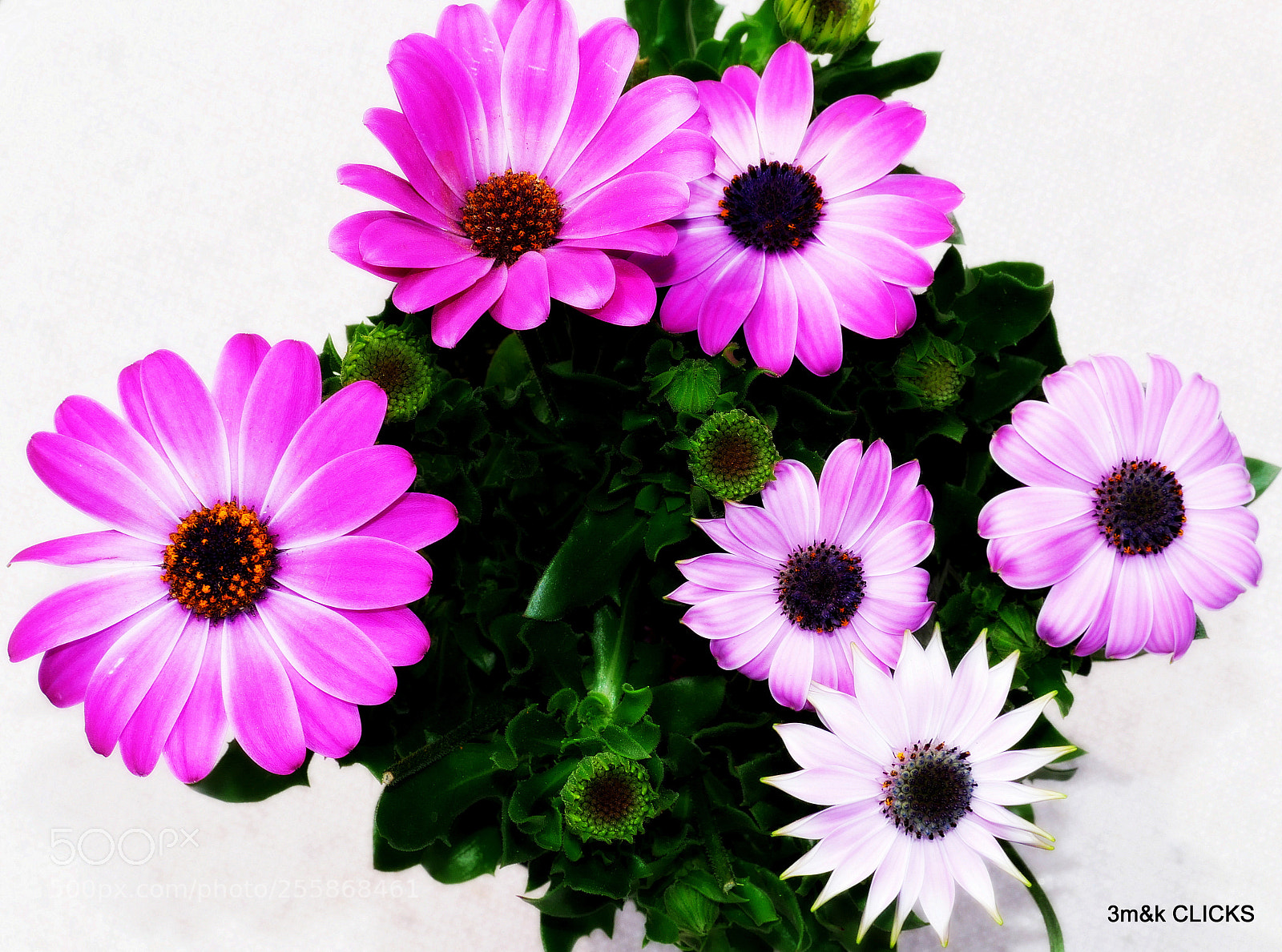 Panasonic Lumix DMC-G85 (Lumix DMC-G80) sample photo. Flowers... photography