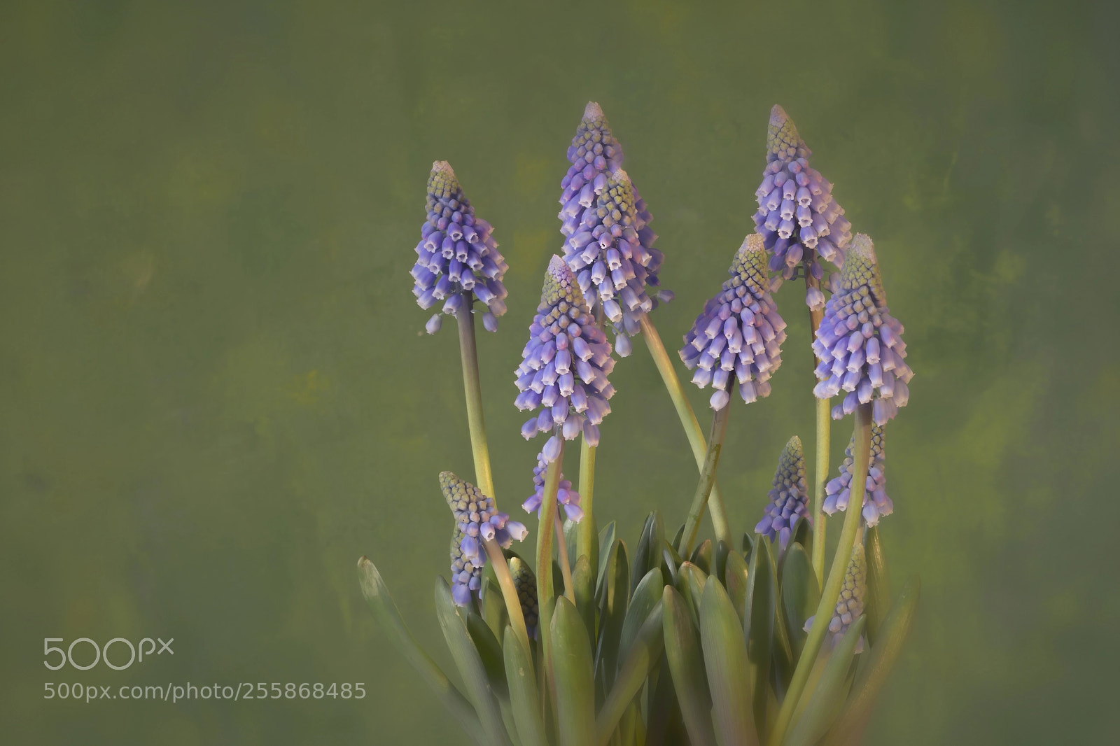 Canon EOS 60D sample photo. Muscari photography