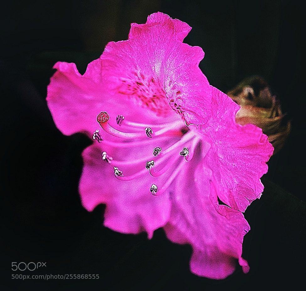 Sony a7R II sample photo. 花心 photography