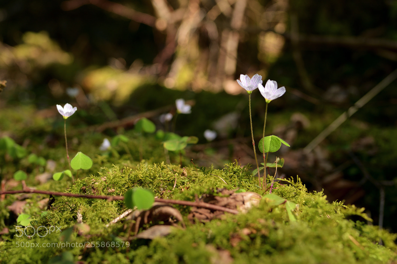 Nikon D7500 sample photo. Delicate photography