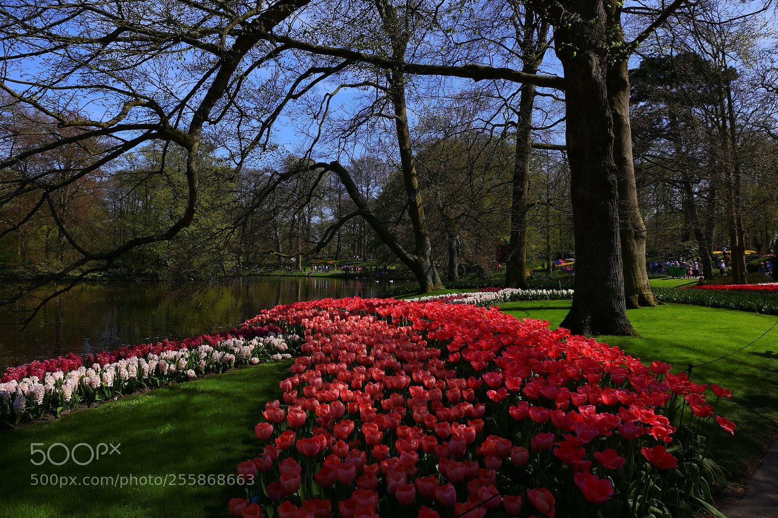 Canon EF 24-70mm F4L IS USM sample photo. Keukenhof photography