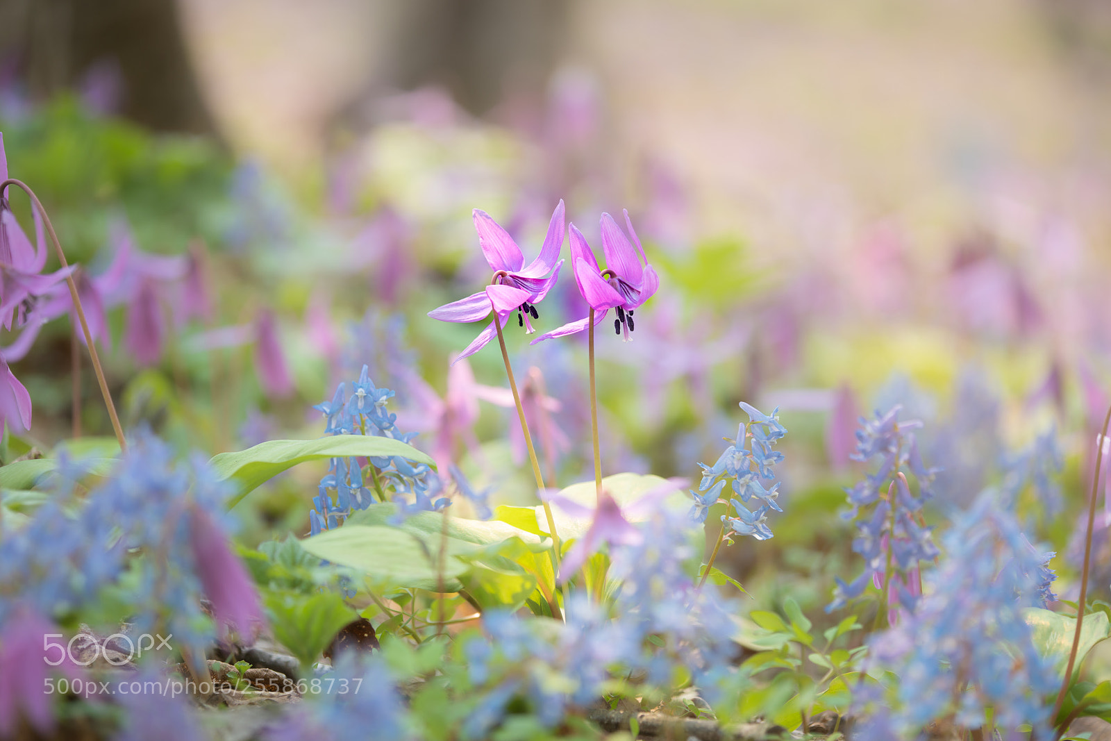 Sony a7R III sample photo. Katakuri photography