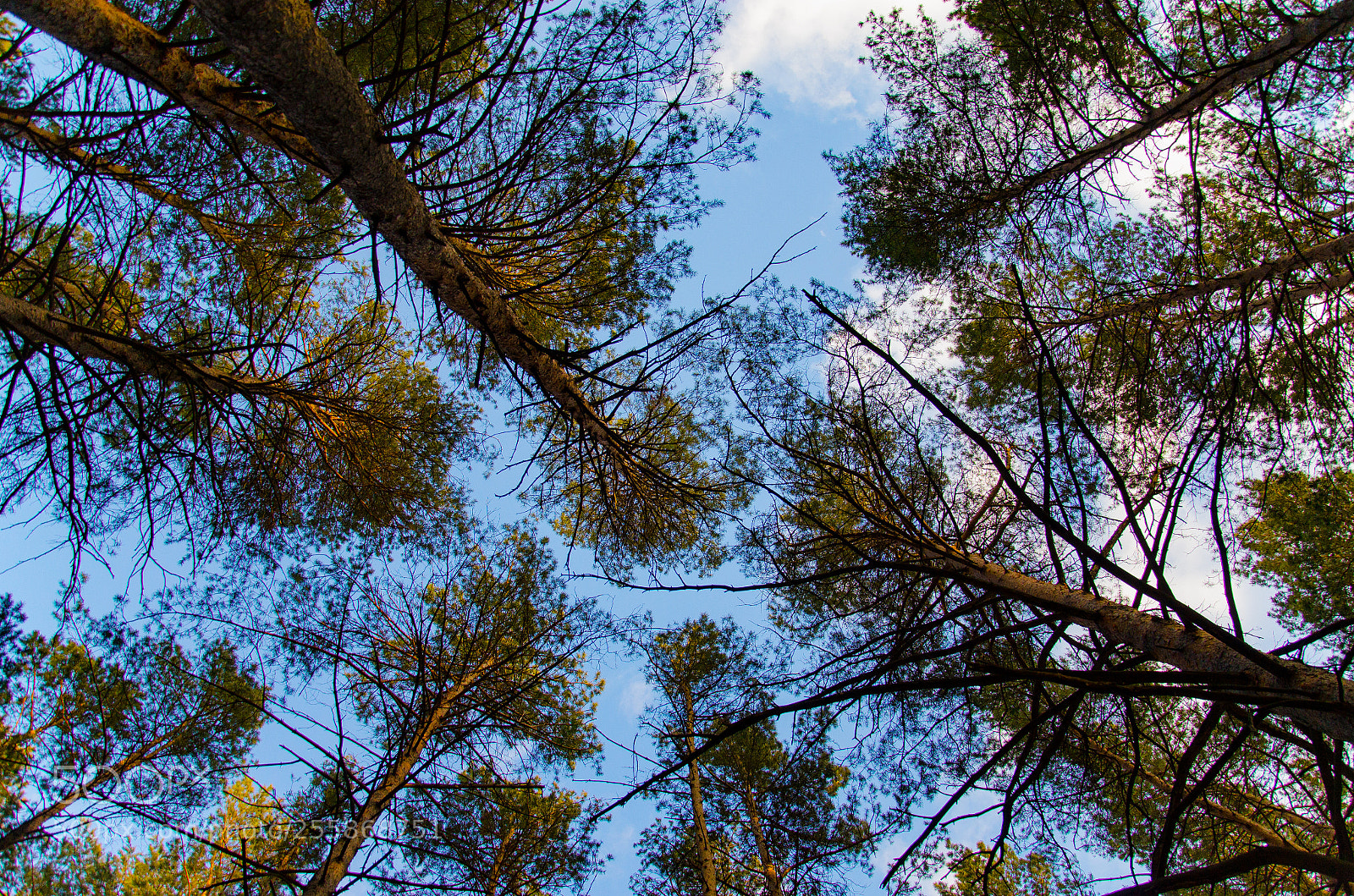 Nikon D5100 sample photo. Trees photography