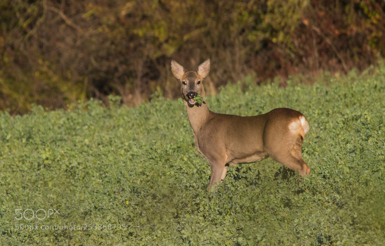 Canon EOS 7D Mark II sample photo. Roe deer photography