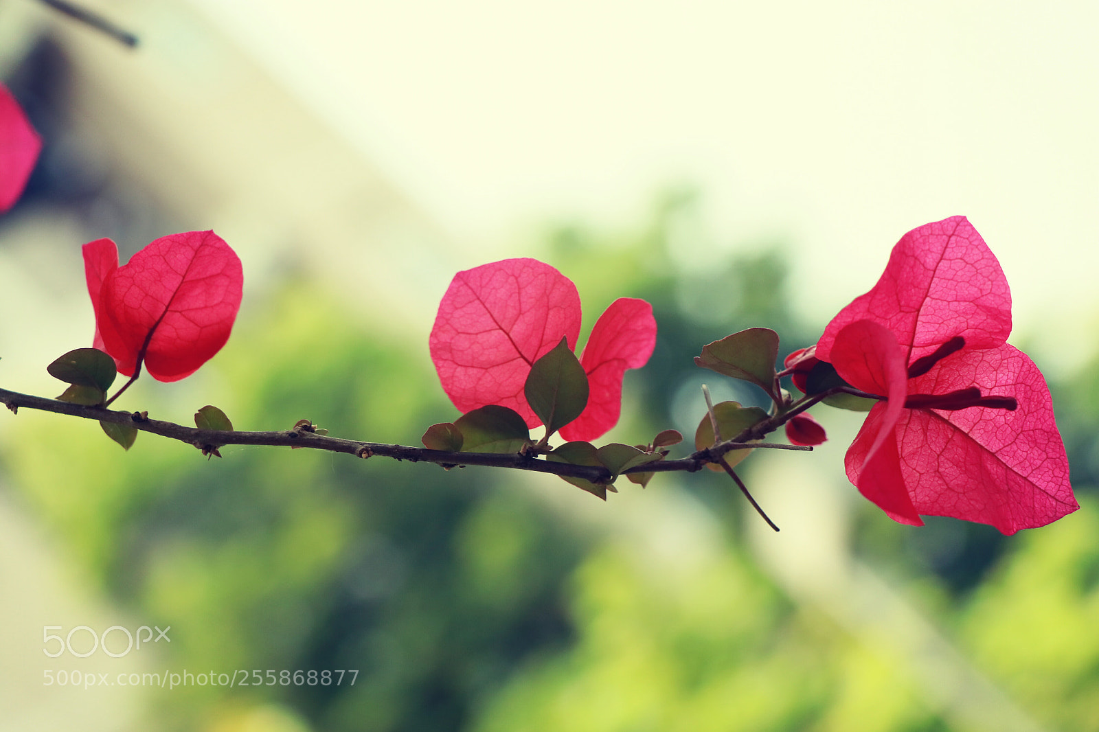 Canon EOS 80D sample photo. Untitled photography