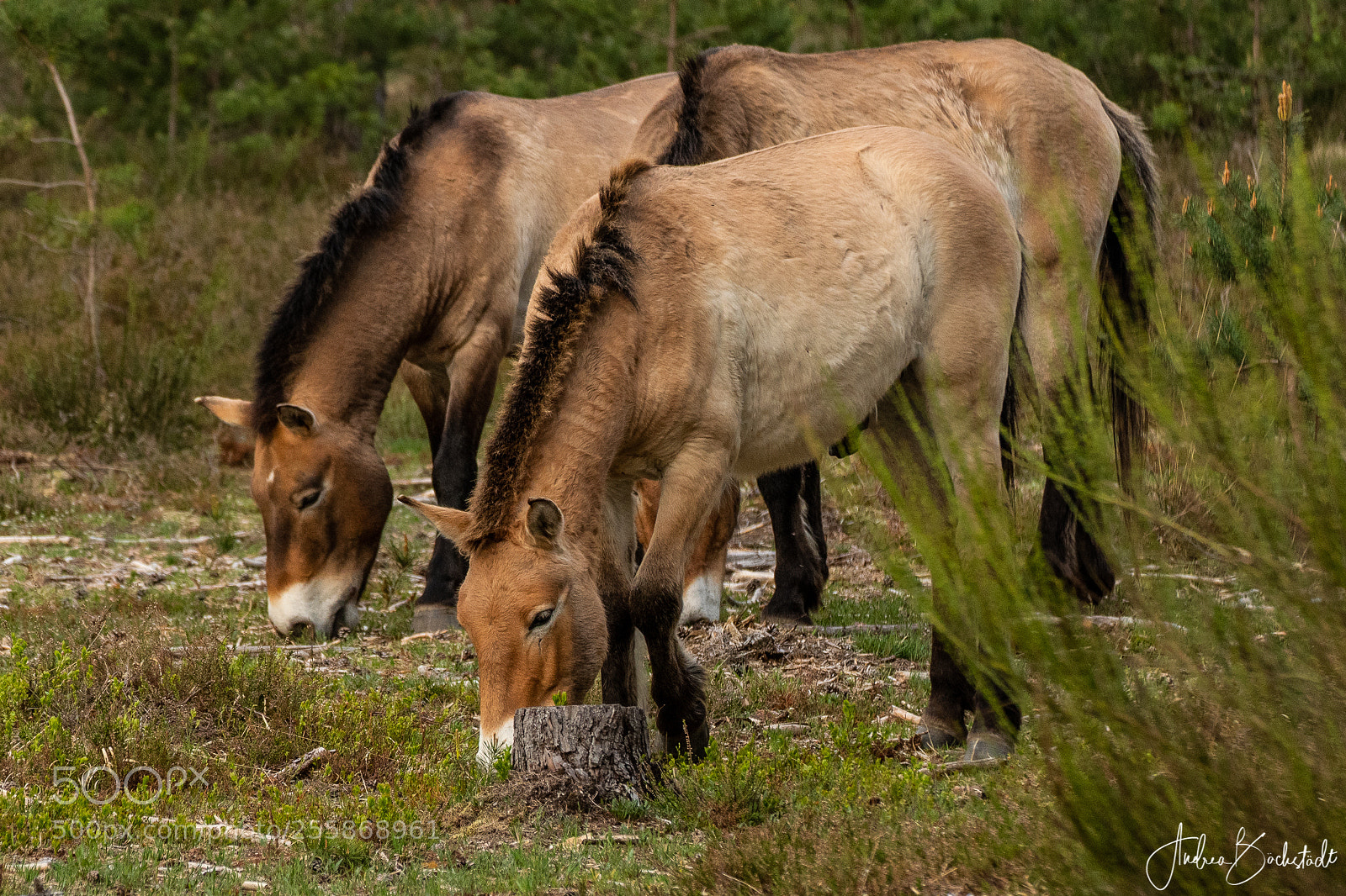 Nikon D500 sample photo. Przewalski horses photography