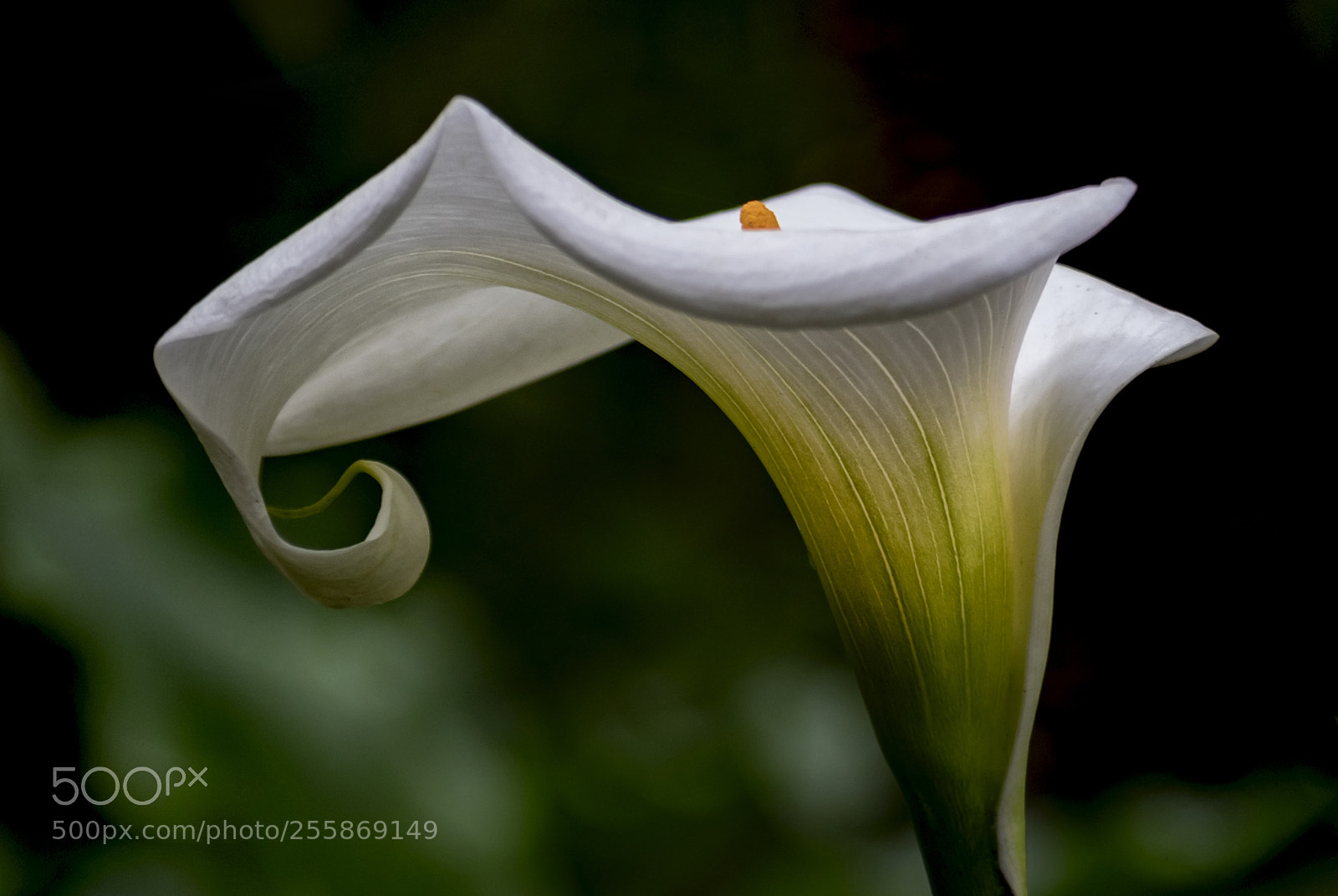 Canon EOS 5D Mark IV sample photo. Calla lily photography