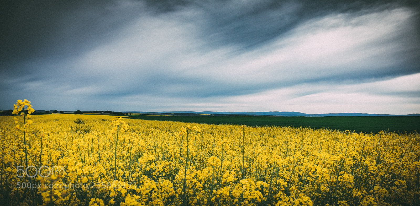 Canon EOS 6D sample photo. Rape field photography