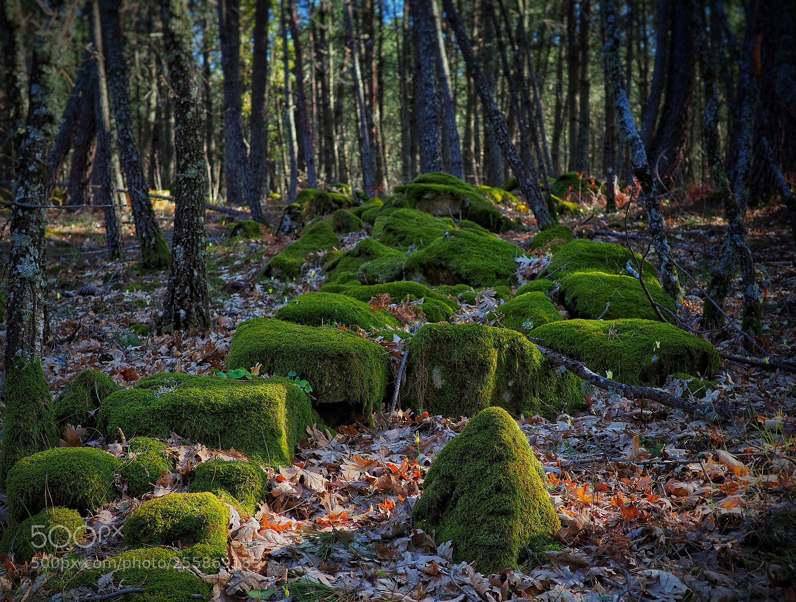 Olympus OM-D E-M1 Mark II sample photo. Bosque con musgo photography