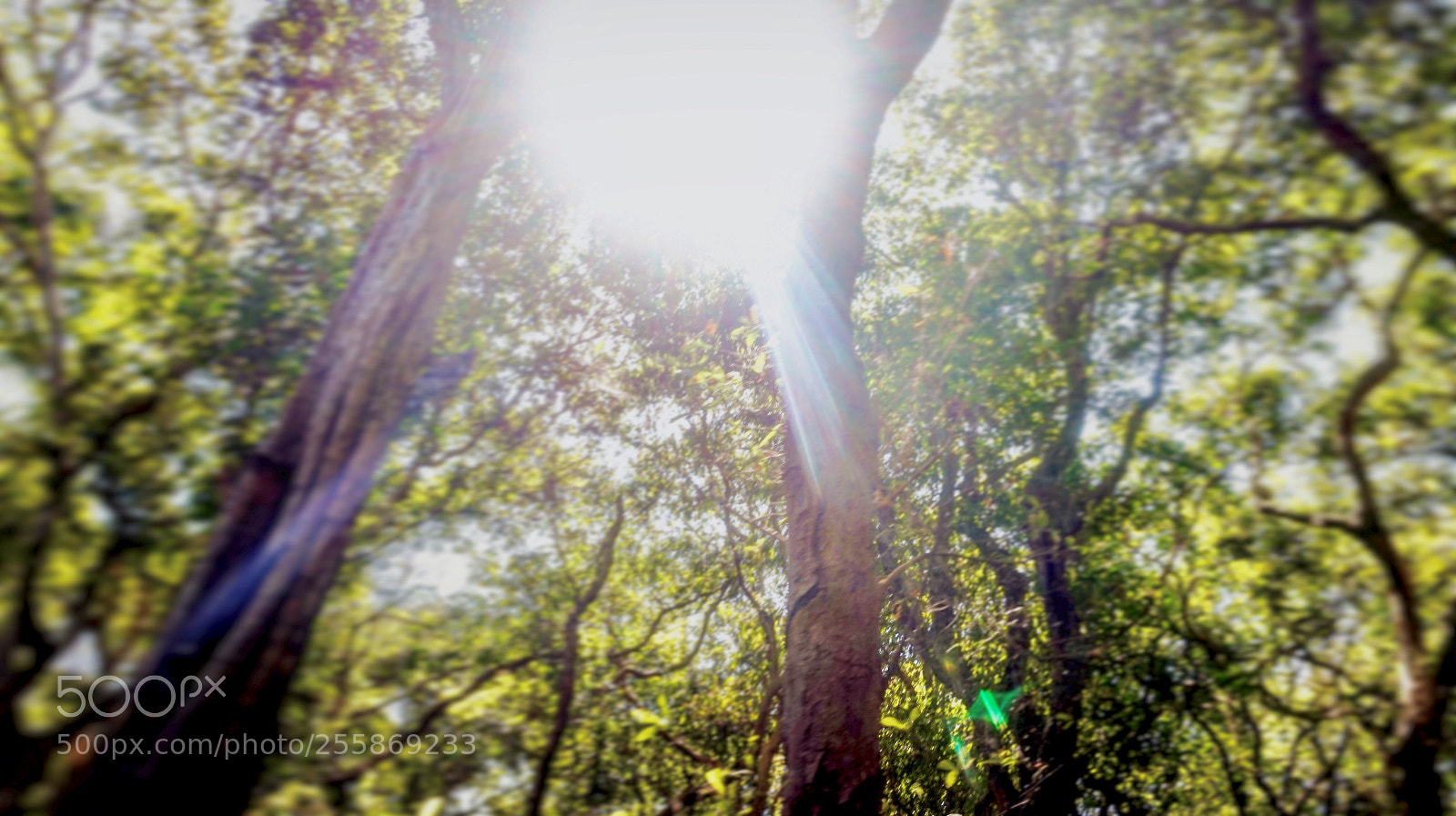 Sony Alpha a5000 (ILCE 5000) sample photo. Flare....... photography