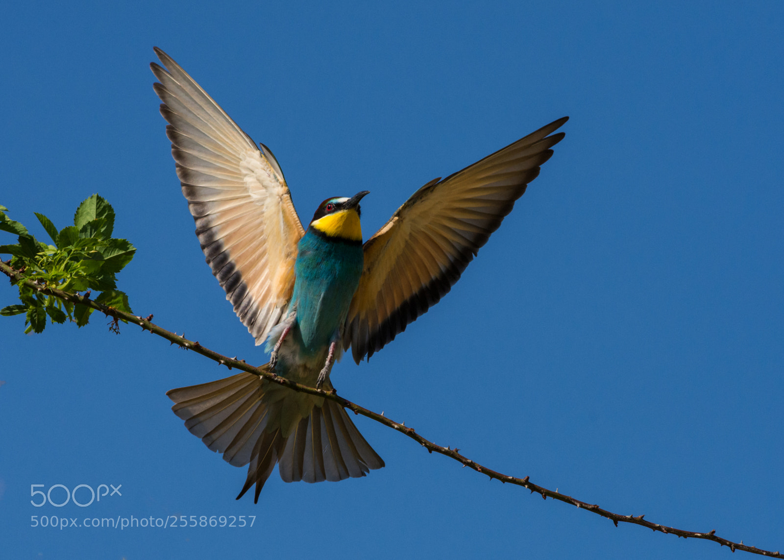Nikon D7200 sample photo. Bee eater photography