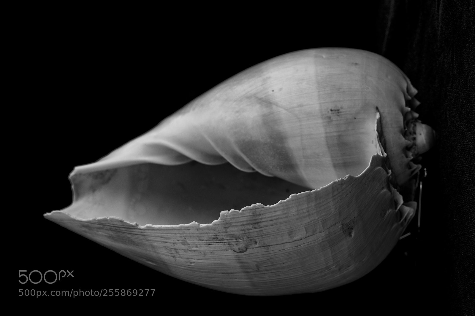Canon EOS 5D Mark IV sample photo. Shell study photography