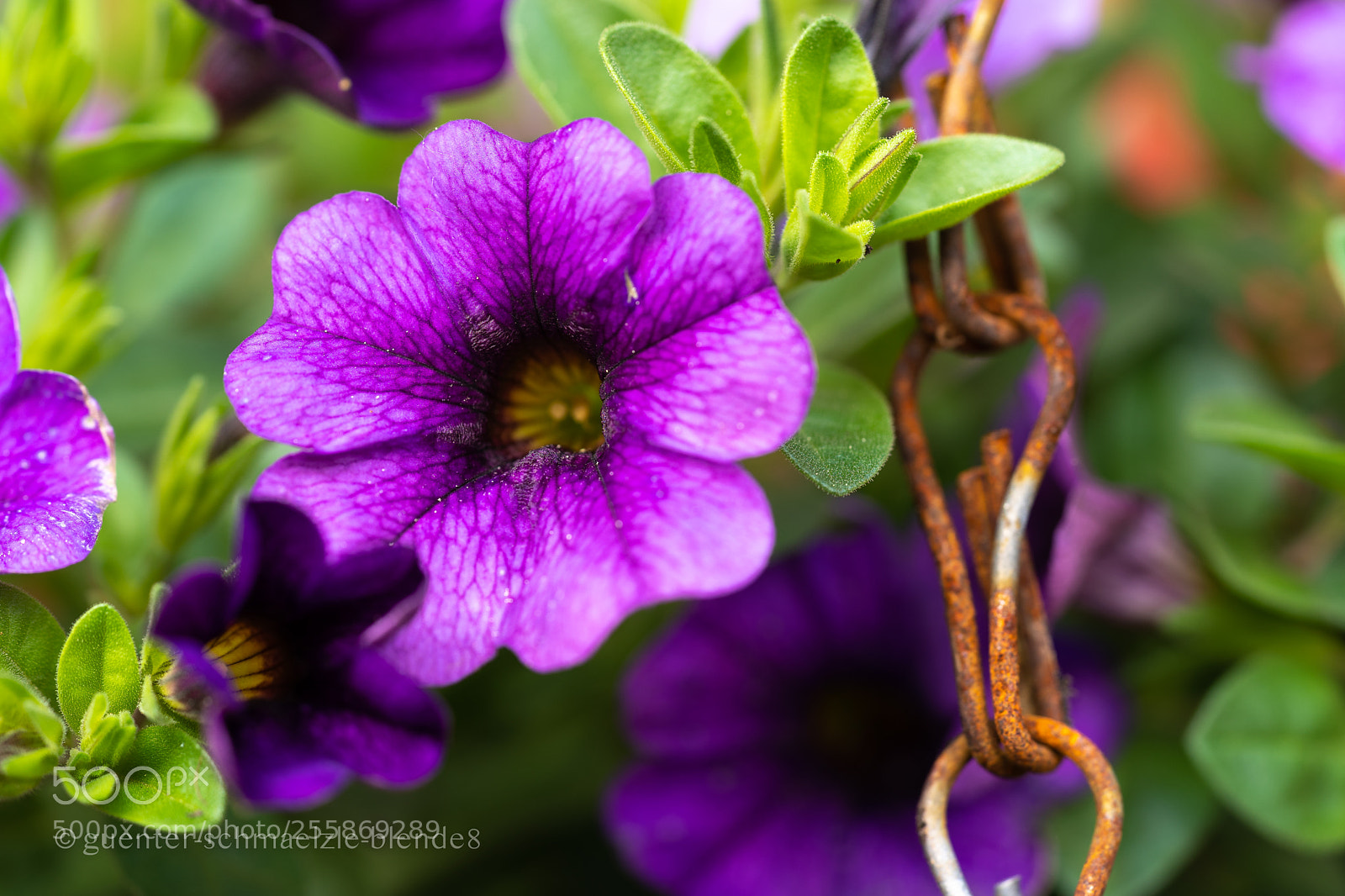 Sony a7 III sample photo. Gartenrundgang photography