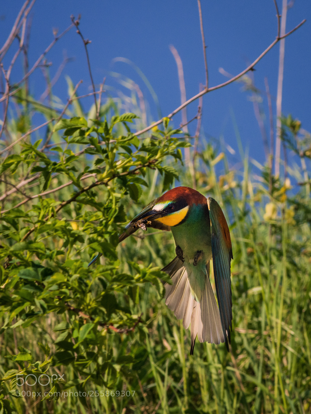 Nikon D7200 sample photo. Bee eater photography