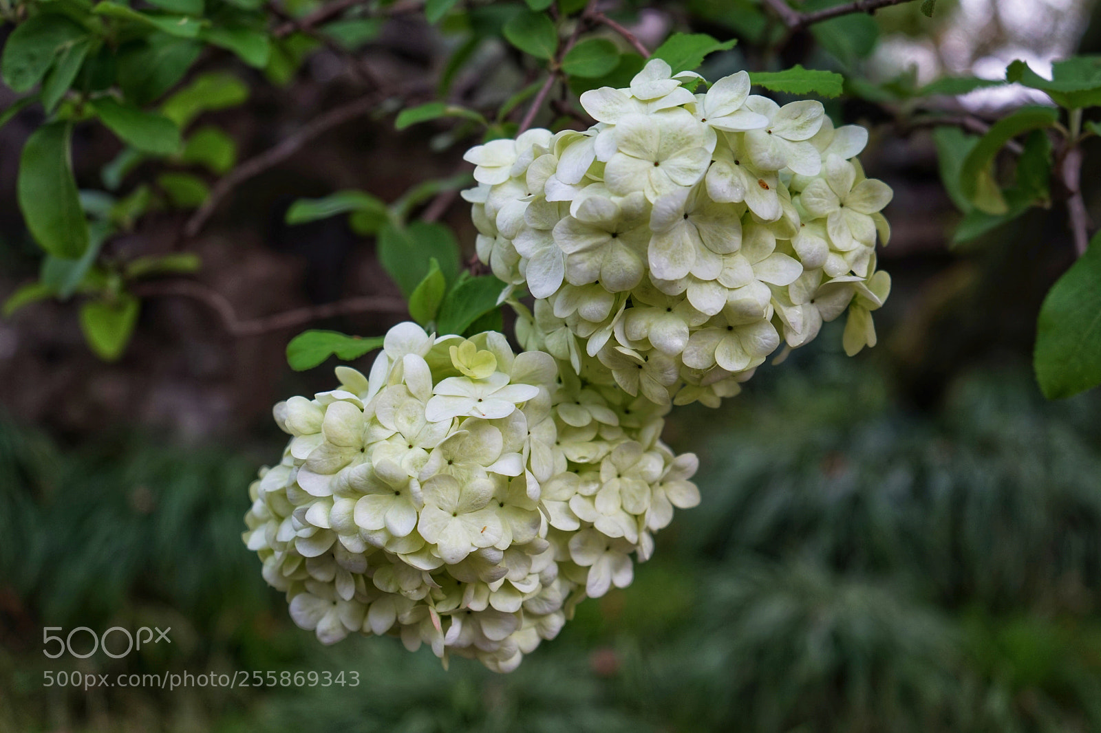Sony a7 sample photo. Untitled photography