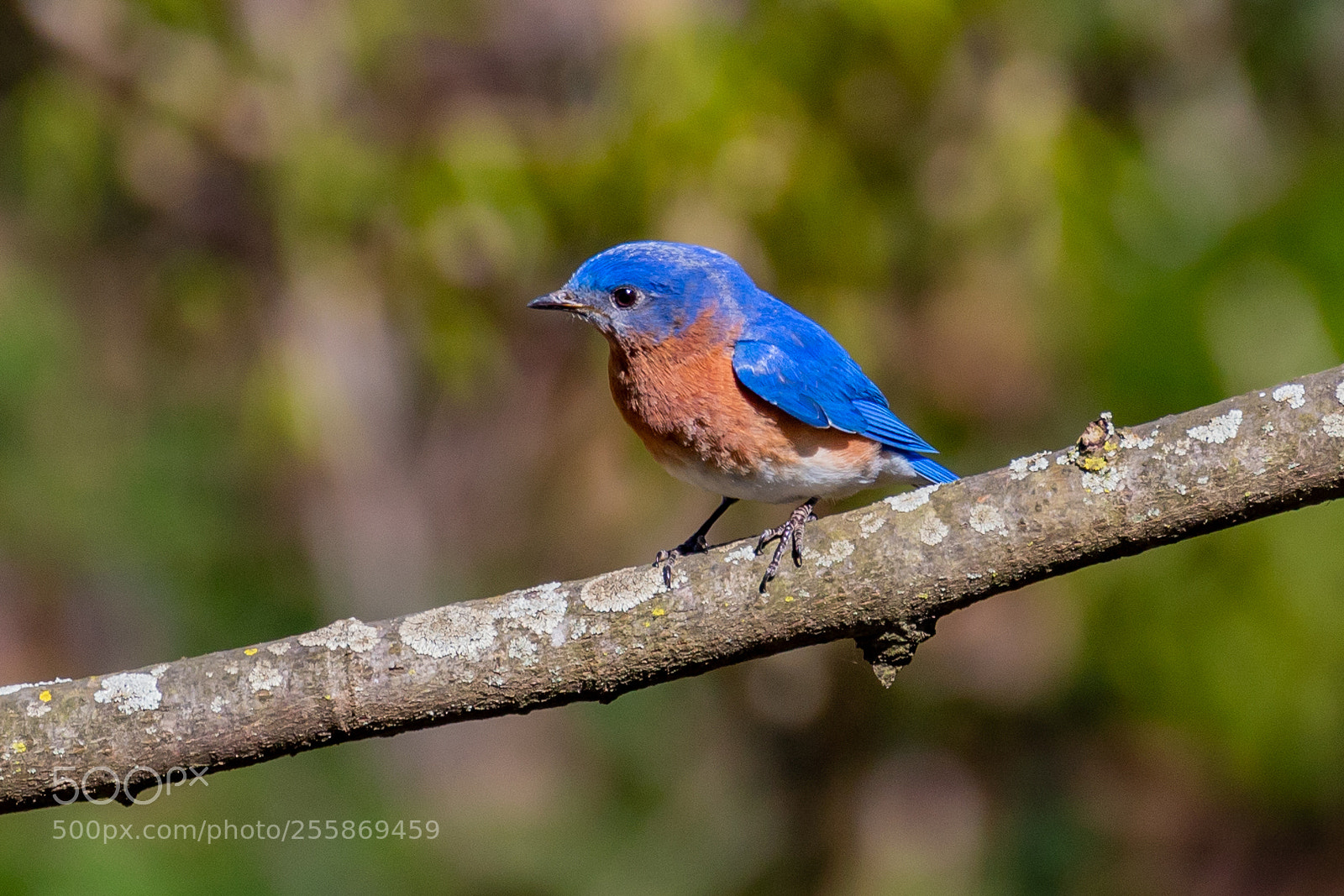 Canon EOS 1300D (EOS Rebel T6 / EOS Kiss X80) sample photo. Eastern bluebird photography