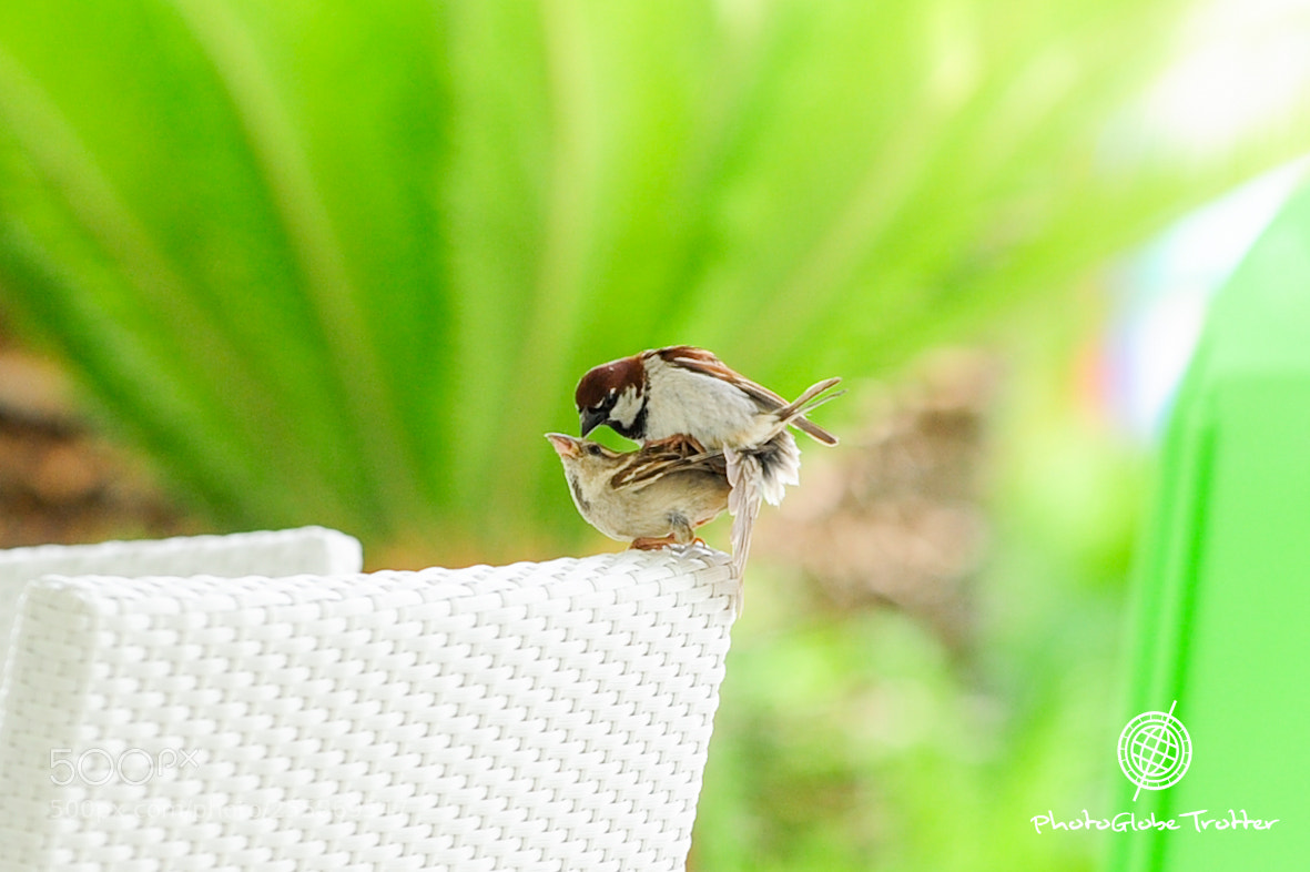 Nikon D700 sample photo. Tweet tweet tweet photography
