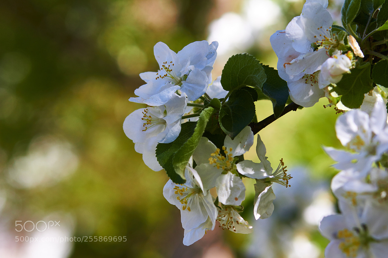 Canon EOS 550D (EOS Rebel T2i / EOS Kiss X4) sample photo. Apple tree in the photography