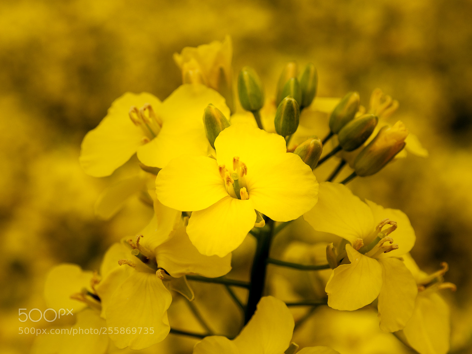 Olympus OM-D E-M5 II sample photo. Canola photography