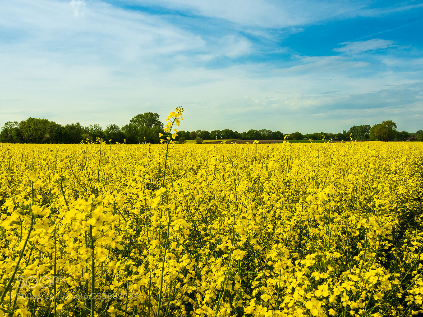Olympus OM-D E-M5 II sample photo. Touching the sky photography