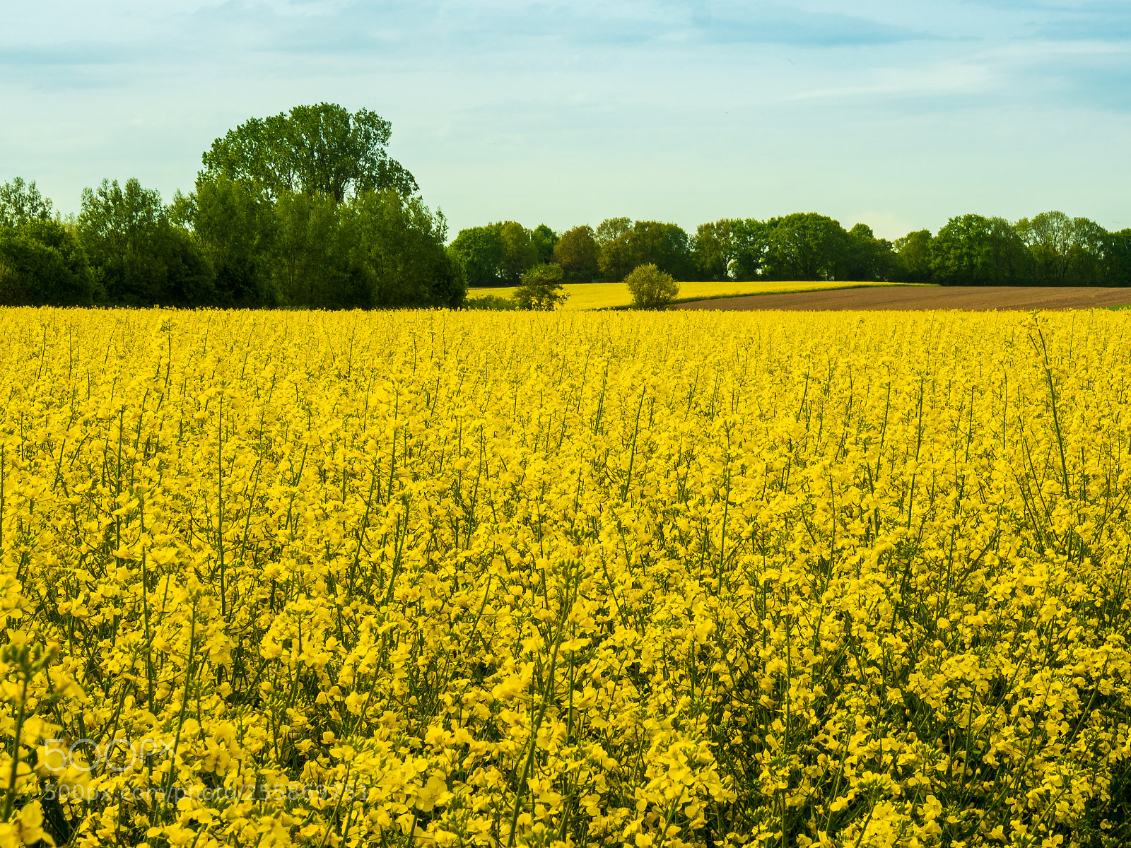 Olympus OM-D E-M5 II sample photo. Canola field photography
