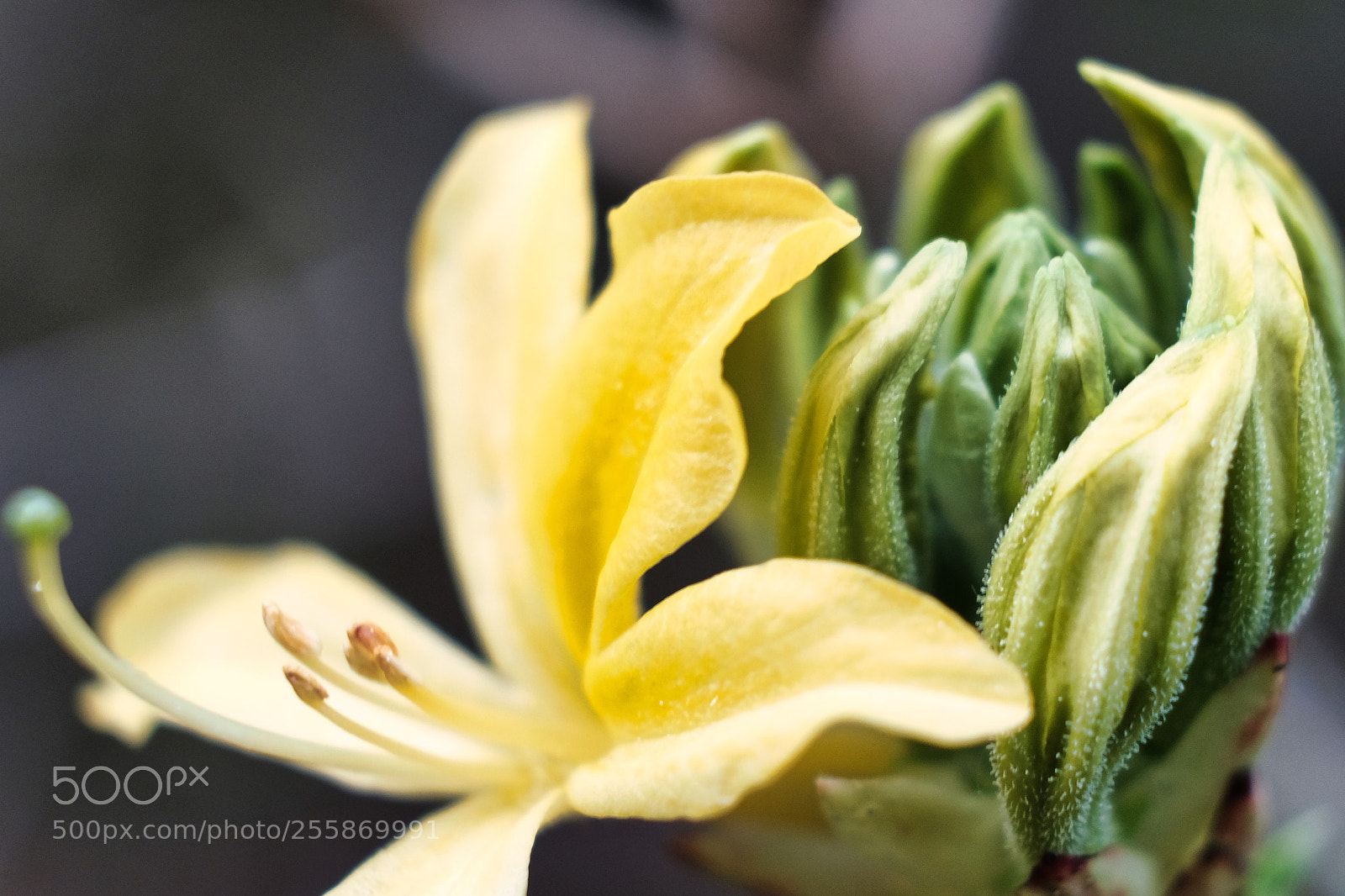 Fujifilm X-Pro2 sample photo. Flower head photography