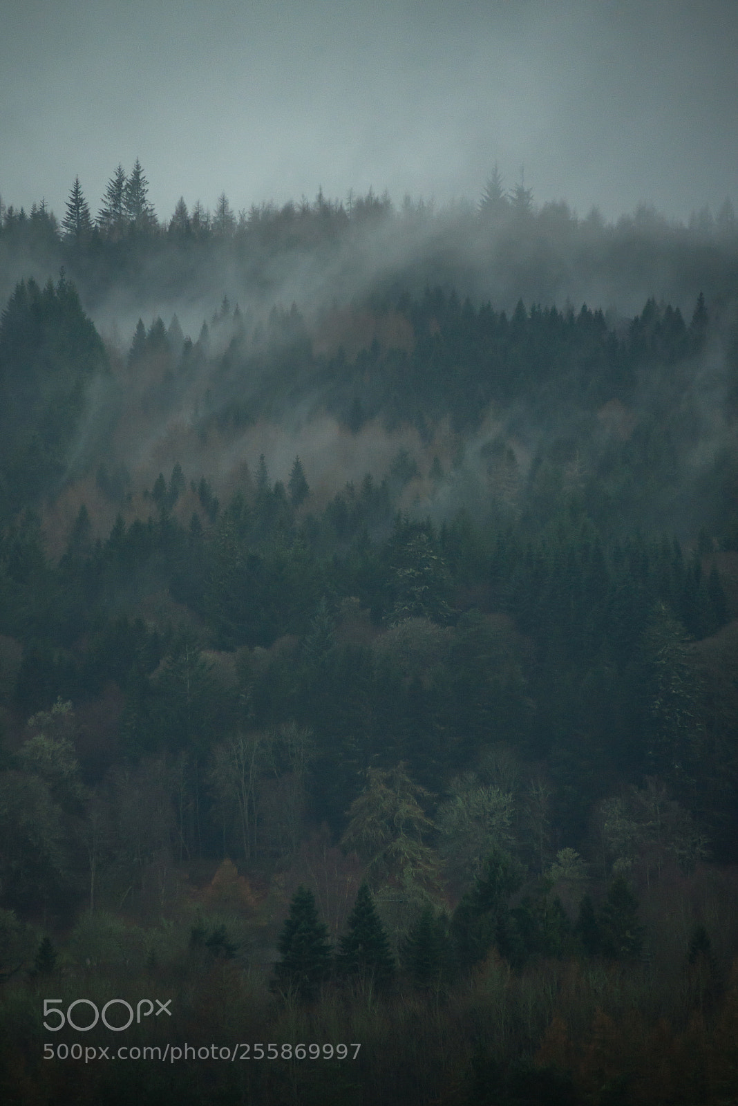 Nikon D600 sample photo. Smoking forest photography