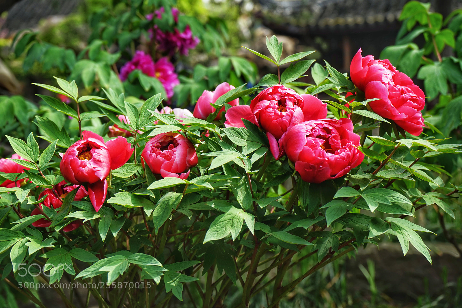 Sony a7 sample photo. Untitled photography