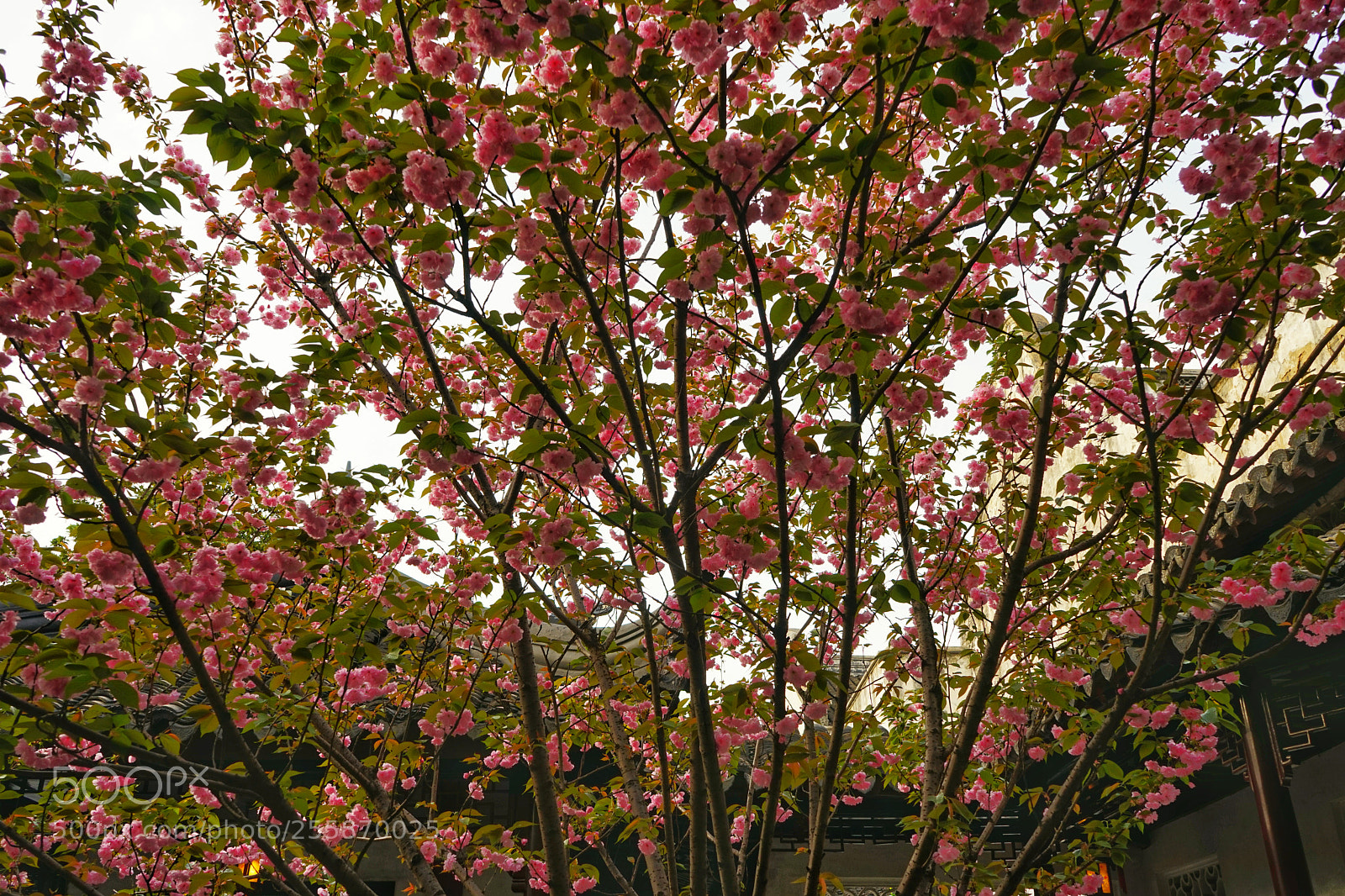 Sony a7 sample photo. Untitled photography