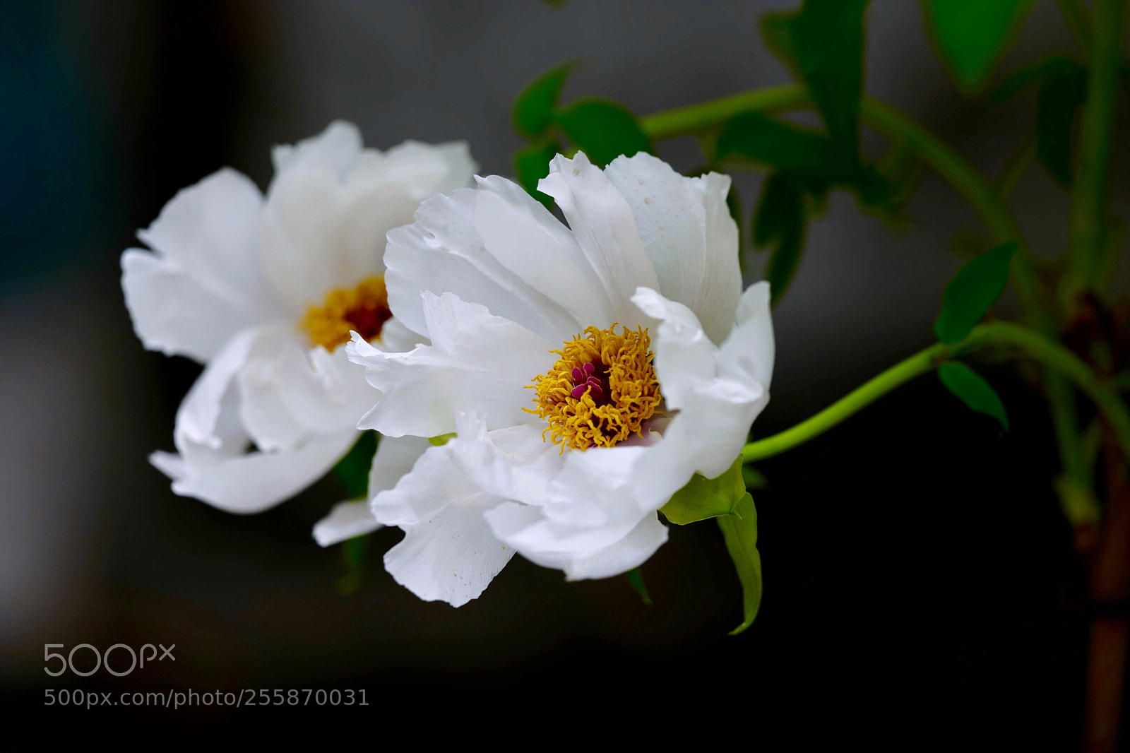 Leica SL (Typ 601) sample photo. Untitled photography