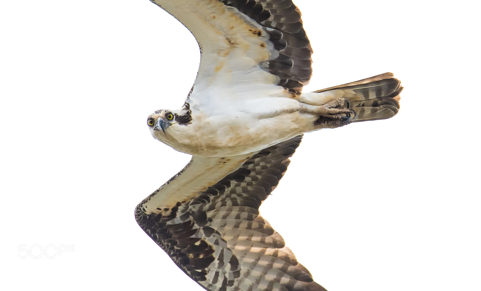Nikon D500 sample photo. I see you....osprey photography