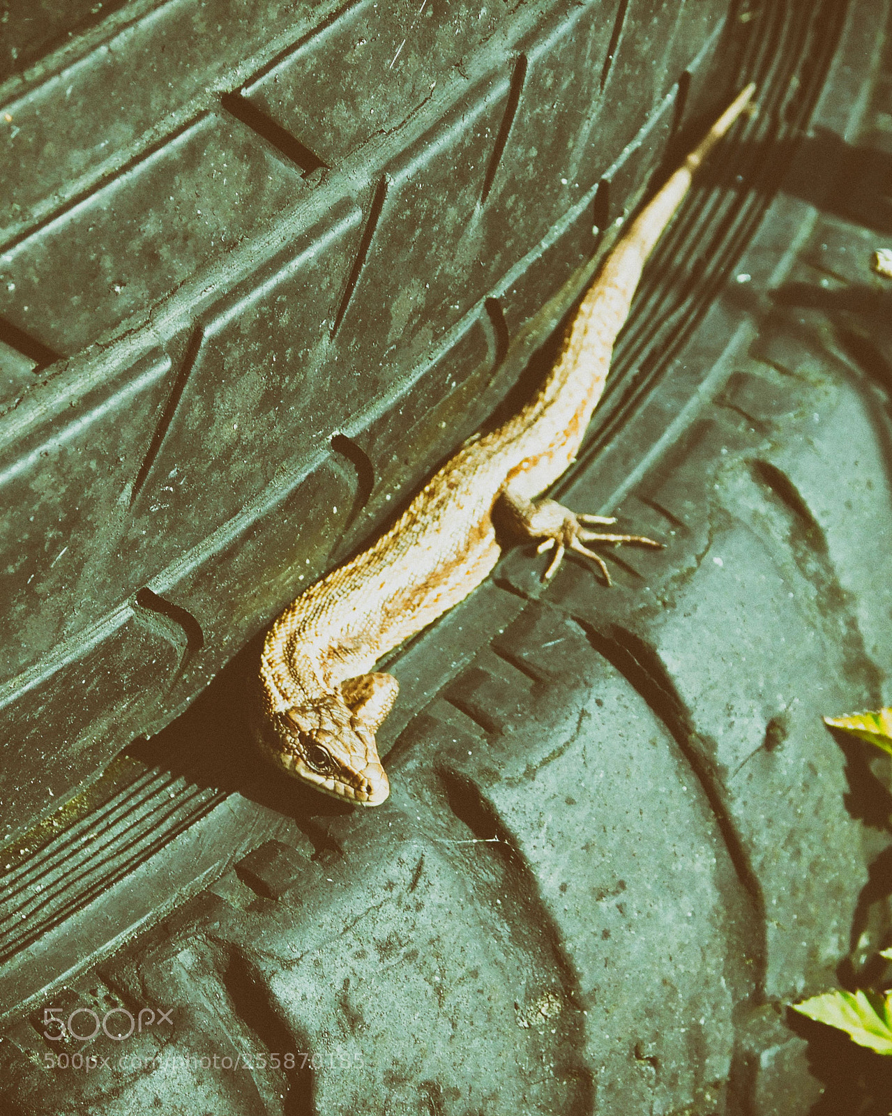 Nikon Coolpix B500 sample photo. Lizard photography