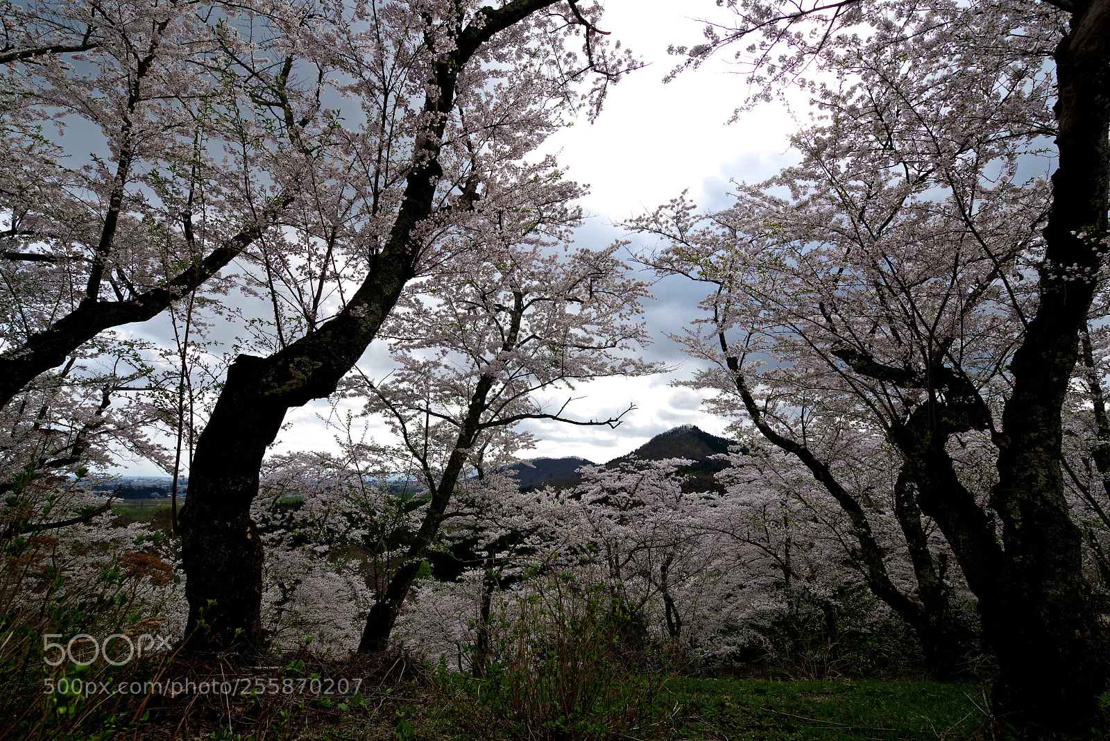 Pentax K-1 sample photo. Cherry trees photography