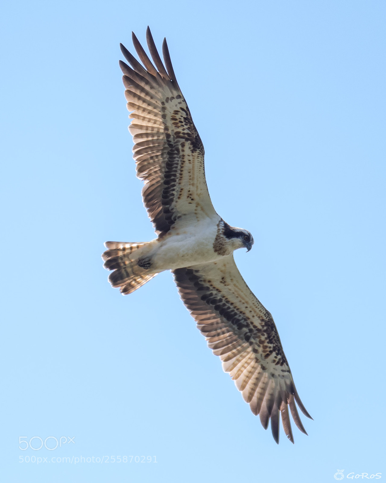 Nikon D500 sample photo. Pandion haliaetus photography